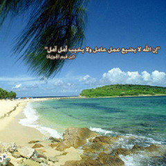 arabmind DrKaizen