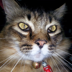 บุศรา จิระรัตนากร