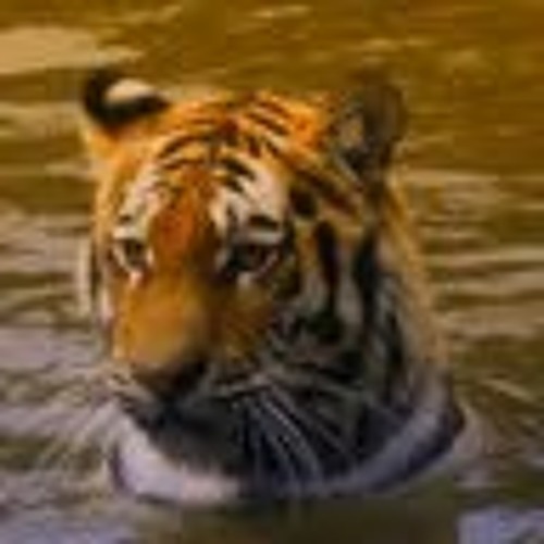 Till Death Do You Part - Castle Crashers