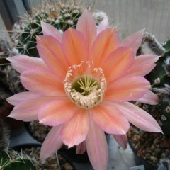 Echinopsis