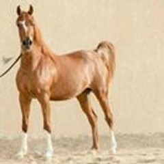 محمد الجهني الجهني