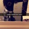 Starr Sheezy Foxx
