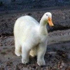 Polarduck