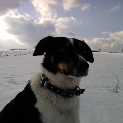 DogtorC
