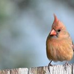 Eostre.. Music by Clay Standish