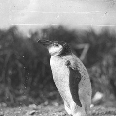 penguins are awesome.