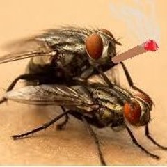 deadflydabhigh