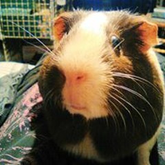 Aleks Morgan McCarley