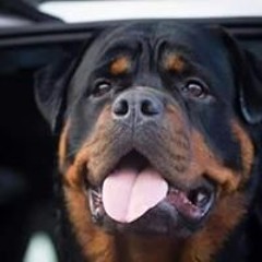 Youssef Youssef Mourad