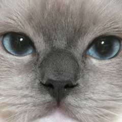 Kire (AwesomeFaceGhast)