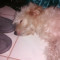 Kneithel Ocio