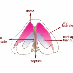 Les Narines de l'Angoisse