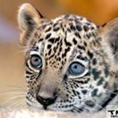 فهد العبدالله