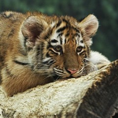 Curious Cub