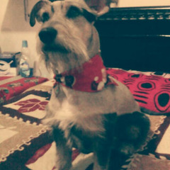 diomer rueda rodas