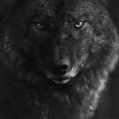 x darkwolf20042 x