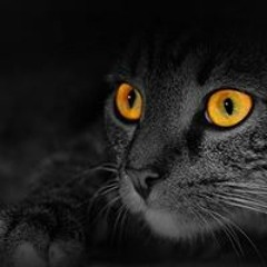 Gato Roñoso Andrajoso