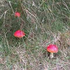 My Metall - Psychodelic