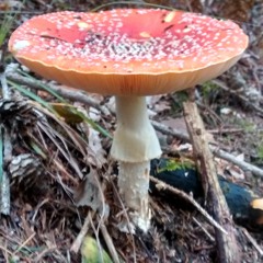 Sporophore