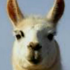 wooly lama