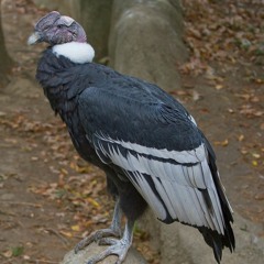 Andean Condor
