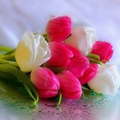 HIba Hussain Anan