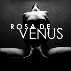 Rosa D Vênus