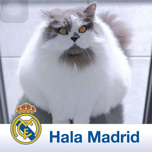 Ali El Madridi Ramos4 S Stream