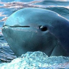 TheRatherLargeMammal