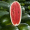 A Skillful Melon