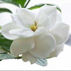 رواية مكة