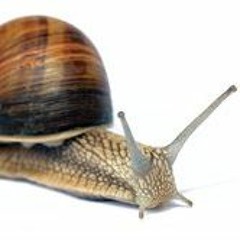 Snail