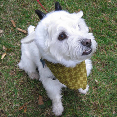 KayukeMusicalAdventuring