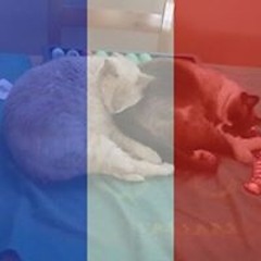 Deanna Dawn Costello