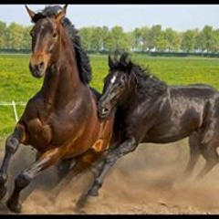 Víctor Manuel Fernandez