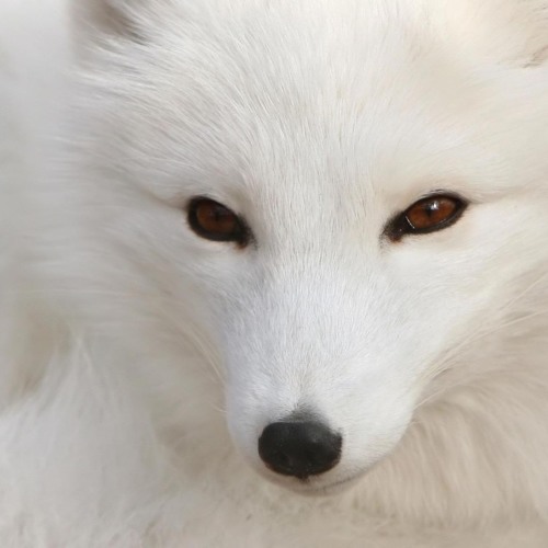 Foxe 80’s avatar