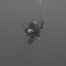 ahmed Aly