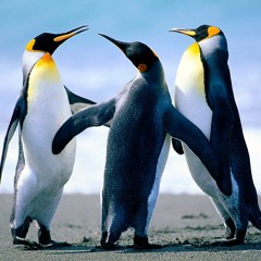The 3 Blazing Penguins