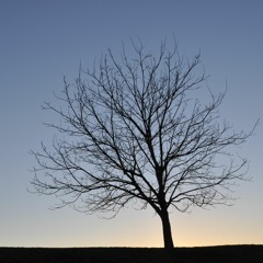 kleinego