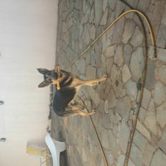 Rafael Amaral F Santos