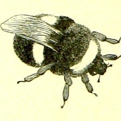 ArtemisiaGrist