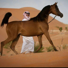 user811106105