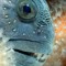 Cold Fish