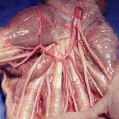 Silverchair - Faultline PORKCHOP GUITAR COVER