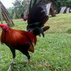 Peter H. Coscolluela