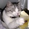 Mario Cat