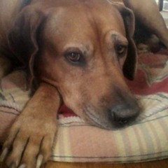 brandon quentin freeman