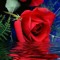 Abeer Ahmed