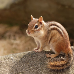 Noxious Chipmunk