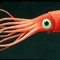 tentacool